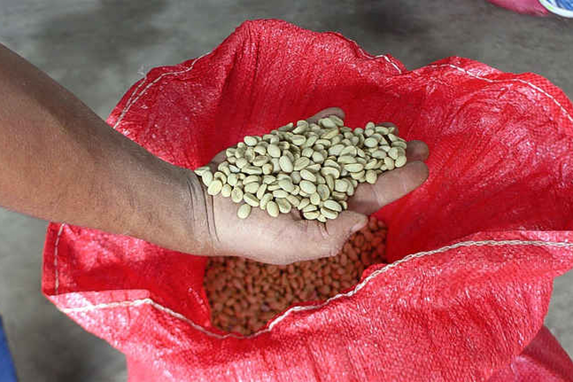 Nicaraguan coffee farmers brew fresh plans